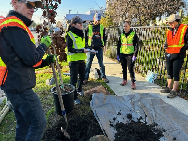 Transforming Redwood City: 28 Trees Planted by CityTrees & Rotary Club