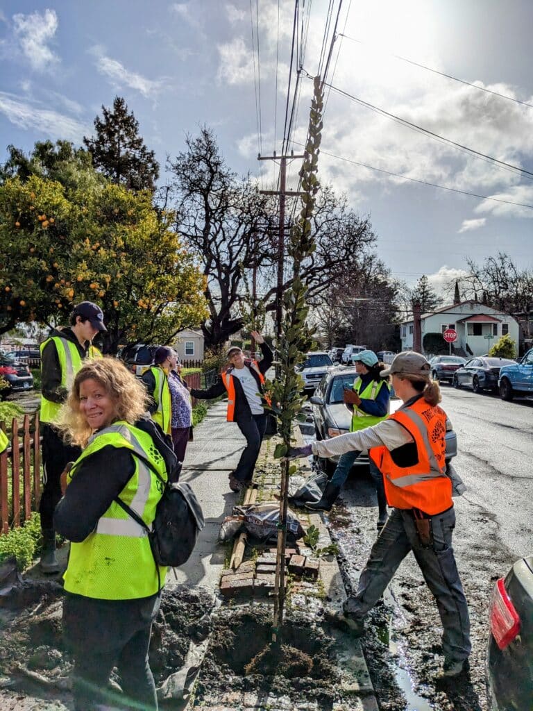 February Planting Brings 28 Trees to Redwood City’s Urban Forest