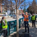 Pruning City Trees