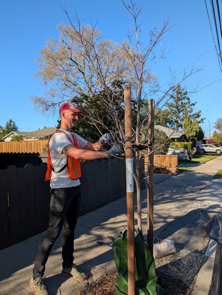 CityTrees Board Members Tend to Redwood City’s Street Trees