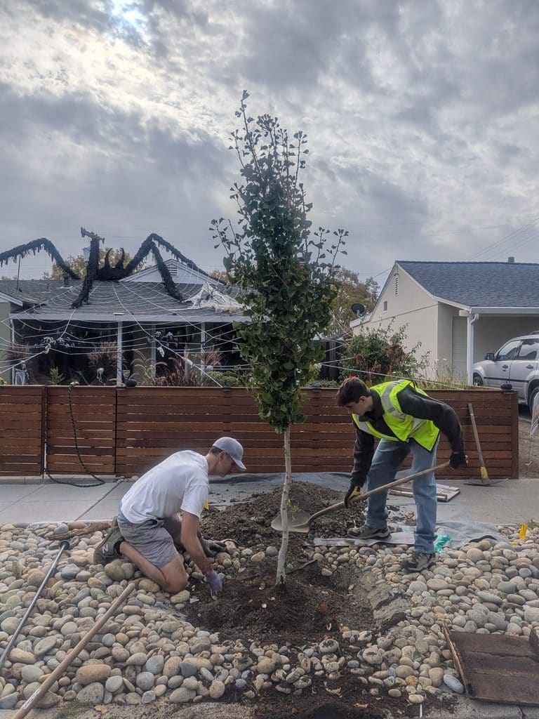 The team digs through heavy clay to position the tree.