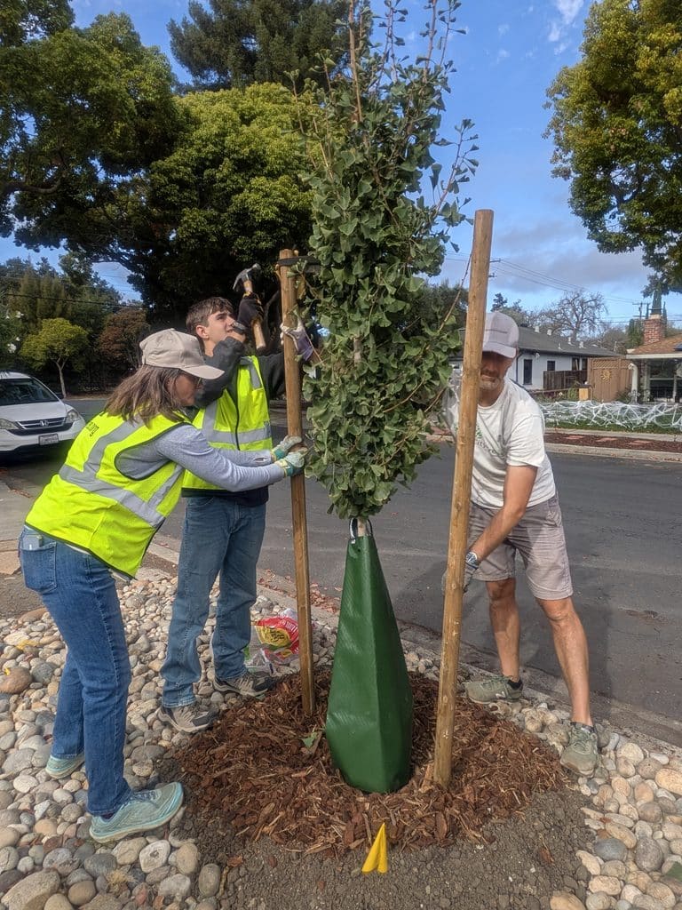 Adding the final touches - mulch and a water bag. 