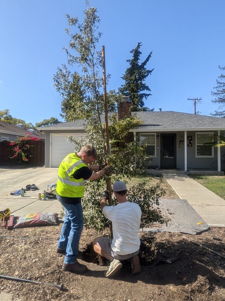 It was challenging to remove the large stake from the Graves oak tree. 